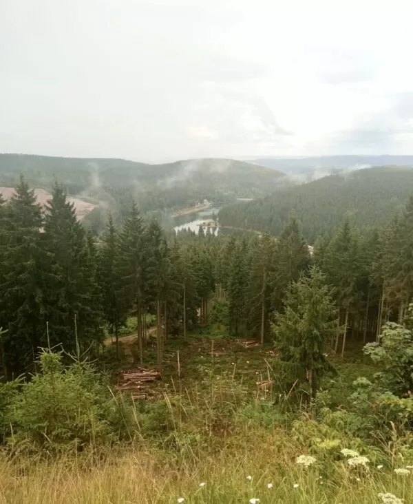 Lesnické služby, na které se specializujeme